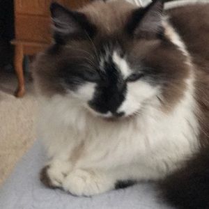 Meet your Posher, Sharon